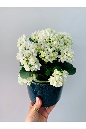 Kalanchoe