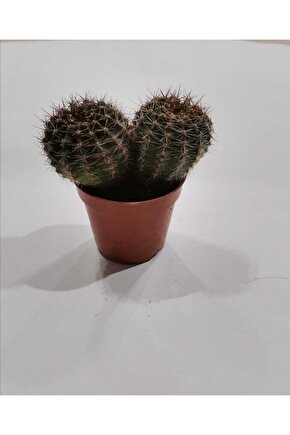 Marginatacereus Radyosyon Emici Kaktüs