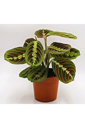 Calathea Maranta Leconeura Fascinator - Dua Çiçeği
