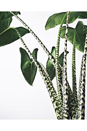 Alocasia Zebrina - Fil Kulağı Midi - Ev Ofis Salon Iç Mekan Bitkisi - 50 Cm