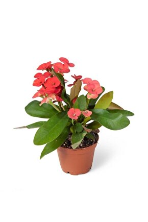 Euphorbia Milii Dikenler Tacı Çiçekli Kaktüs