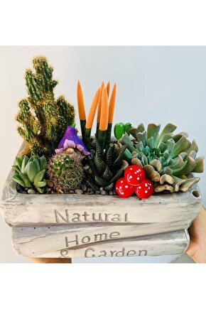 Kaktüs&sukulent