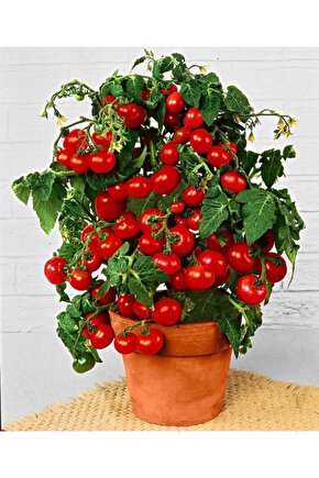 Sebze Tohumları Saksılık Çeri Domates 25 Adett Tohum Güçlü Tedarik Elektronik Hizmetler Ltd.Şti. TR