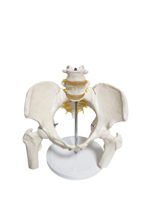 Omurga Pelvis Maketi Model 24