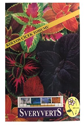 Kolyos Yaprağı Güzel Çiçeği Tohum U Paket