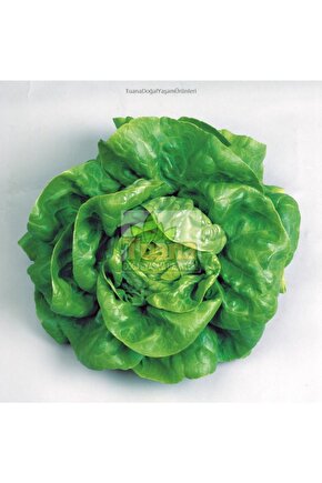 Iri Kıvırcık Marul Tohumu 2500 Adet