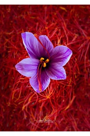 Iran Safran Soğanı 5 Adet