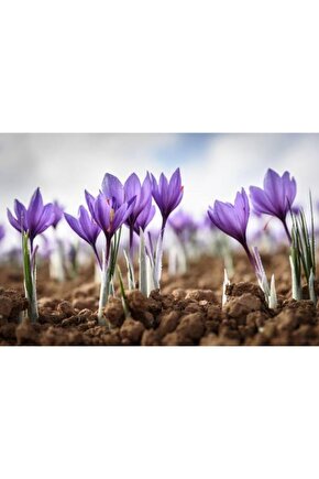 Iran Safran Çiçeği Soğanı 10 Adet Orjinal Mis Kokulu Soğan Ev Bahçe Için Ideal