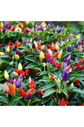 Tohumculuk Rengarenk Yediveren Süs Biberi Tohumu (50 Tohum)