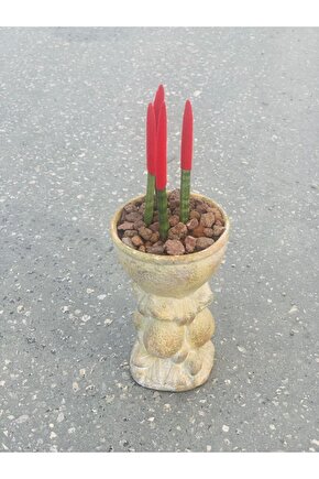 sanseveria kırmızı