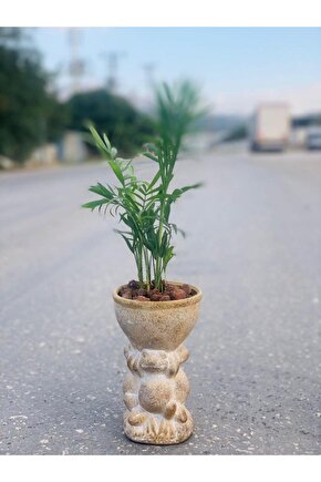 kurbağa desenli saksıda ekili areka palmiyesi