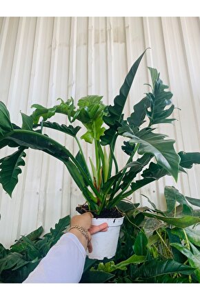 thaumatophyllum xanadu sarmaşık deve tabanı