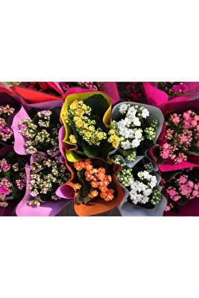 Kalanchoe Çiçeği 5 Adet