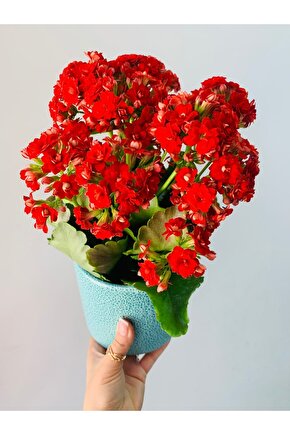 Kalanchoe