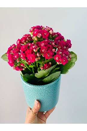 Kalanchoe