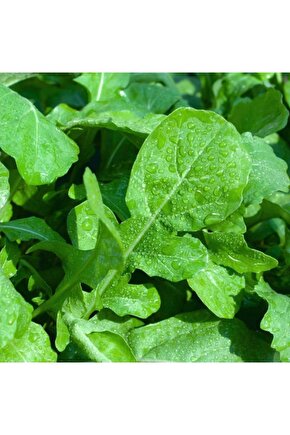 Geniş Yapraklı Roka Tohumu-25 Gram