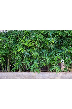 Yeşil Bambu Ağacı Tohumu 5 Adet Tohum