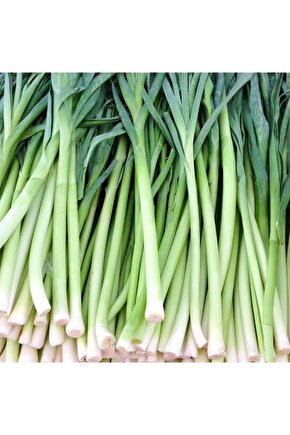 Uzun Bacaklı Pırasa Tohumu-10 Gram