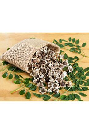 Moringa ağacı tohumu  5 Adet Tane - Mucize Ağaç