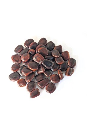 5 Adet Tamarind Demirhindi Tohumu, Taze  Demir Hindi Tohumu