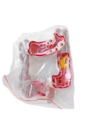 Kalınbağırsak Maketimodel 54