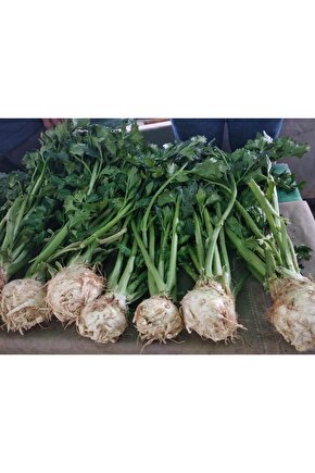 Yerli Kereviz Tohumu - açık tohum 20 gr