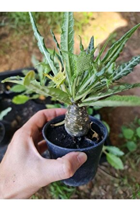 10 Adetlik Paketlerde Karışık Dorstenia Tohumları (horwodoii,crispa Yellow Spotted,foetida Ssp)
