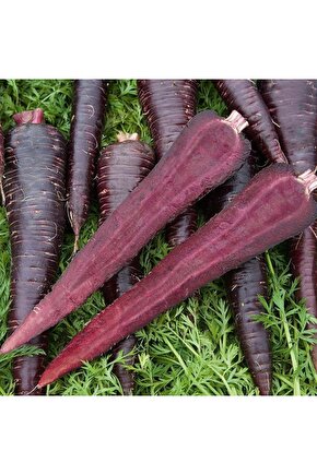 Kara Havuç Tohumu - 3000 adet yerli ata tohum - Yerli Doğal Kara Şalgam Mor Havuç