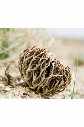 Meryem Ana Eli Otu ( Fatma Ane Eli Otu ) 50 Gr