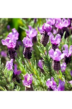 Doğal Karabaş Otu Tohumu - Lavandula Stoechas - Şifalı ve Aromatik Bitki Tohumu 50 Adet