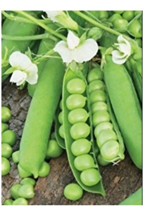 Standart Bezelye Tohumu 50 Gr Tohum Aksaray Tohumculuk