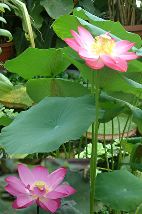 Pembe kutsal lotus tohumu nelumbo nucifera (3 dev tohum)