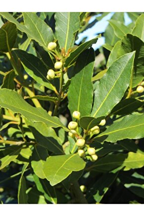 Defne Ağacı Tohumu 3 Adet