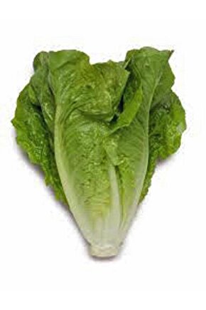 Garden Yerli Marul Yedikule 1000 Ad. Tohum