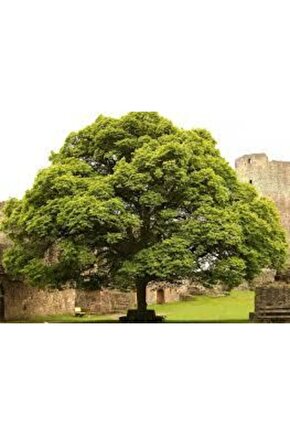 5 Adet Tohum Nadir Ihlamur Ağacı Tohumu Ihlamur Ağacı Sürpriz Hediye Tohumla Birlikte Gönderilir