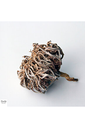 3 Adet Meryem (MERYAM) Ana Eli Otu - Fatma Ana Eli Otu (ANASTATİCA HİEROCHUNTİCA) Kolay Doğum Için