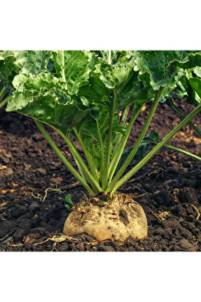 200 Adet Tohum - Yerli Doğal  Şeker Pancarı Tohumu