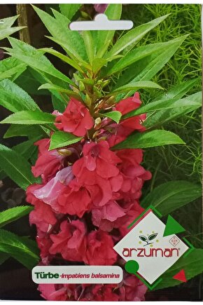 Türbe Çiçeği Tohumu