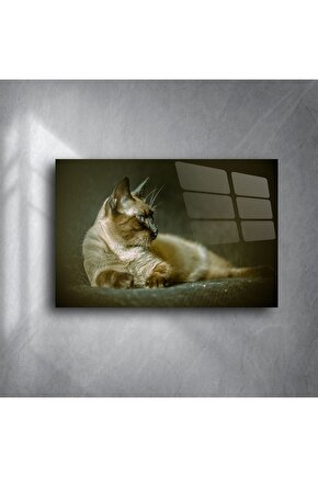 Siyam Kedisi Duvar Posteri