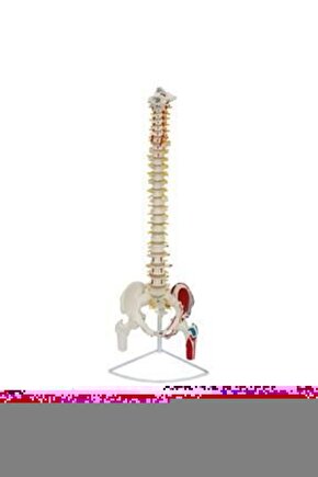 Omurga Maketi 85 CmModel 17