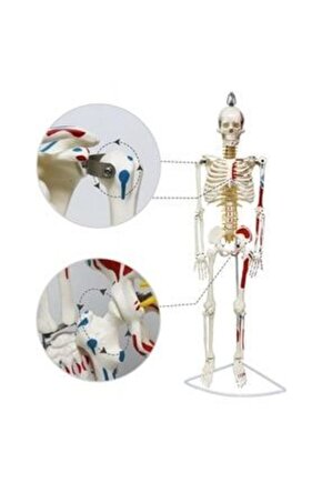 Tam İskeletMaketi 85 cm Model 7