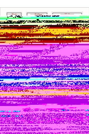 Matisse - Boho - Art Deco - Soyut - Doğa ( 3 lü Çerçevesiz ) Poster - Afiş - Tablo KR2C00305