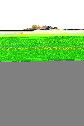 Mavi Kelebek Çayı 25 gr