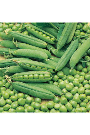 50  Adet utrillo, Araka Bezelye Tohumu   Açık Ata sürdürülebilir  doğal tohum