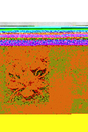 Altın Saksıda Beyaz Çiçekler Cam Tablo Duvar Dekoru