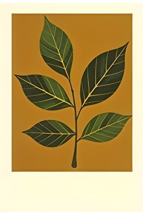 Kadın Bato Bikini Külot 652 - 12 Adet