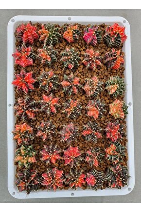 100 Adet Tohum Kaktüs Gymnocalycium Gymno Variegate Mix Karışık Tiger ,lb , Lb Hd, Pink Diamond