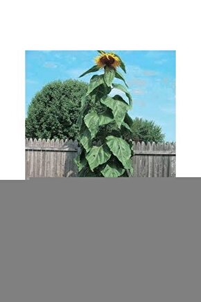 OTOMATİK TAVUK SULUK 25 ADET KUŞ CİVCİV SULUK