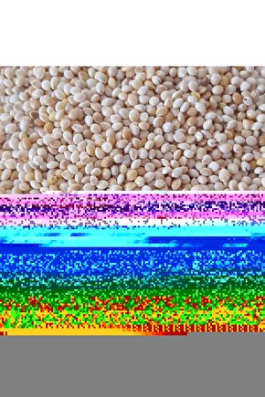 Roclas Koli Bandı 60*100 Mt 12 Adet Şeffaf