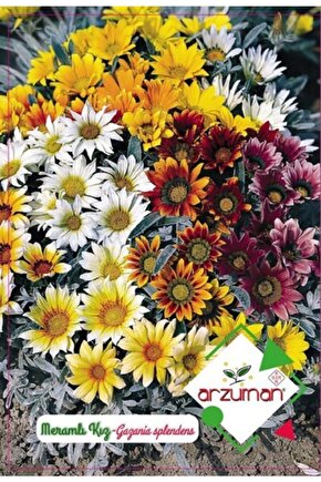 Arzuman Süs Bitki Meramlı Kız Çiçek Tohumu